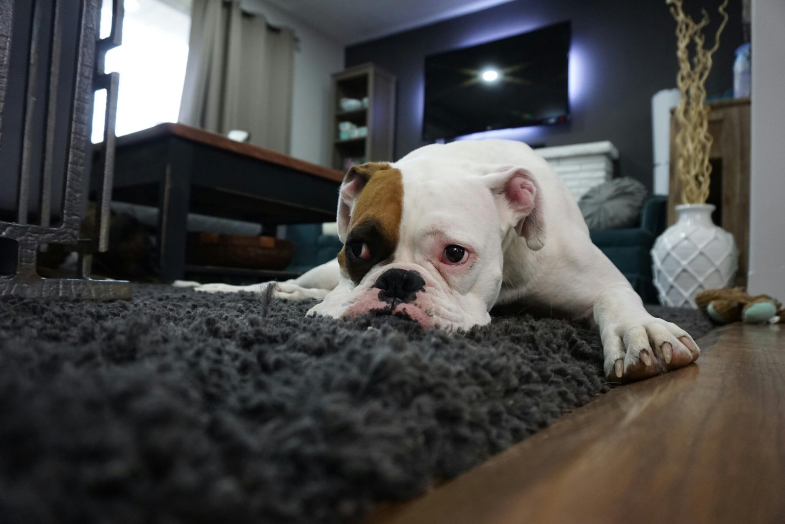 Spring nutrition guidance for your pets from Lougheed Animal Hospital in Mission, BC.
