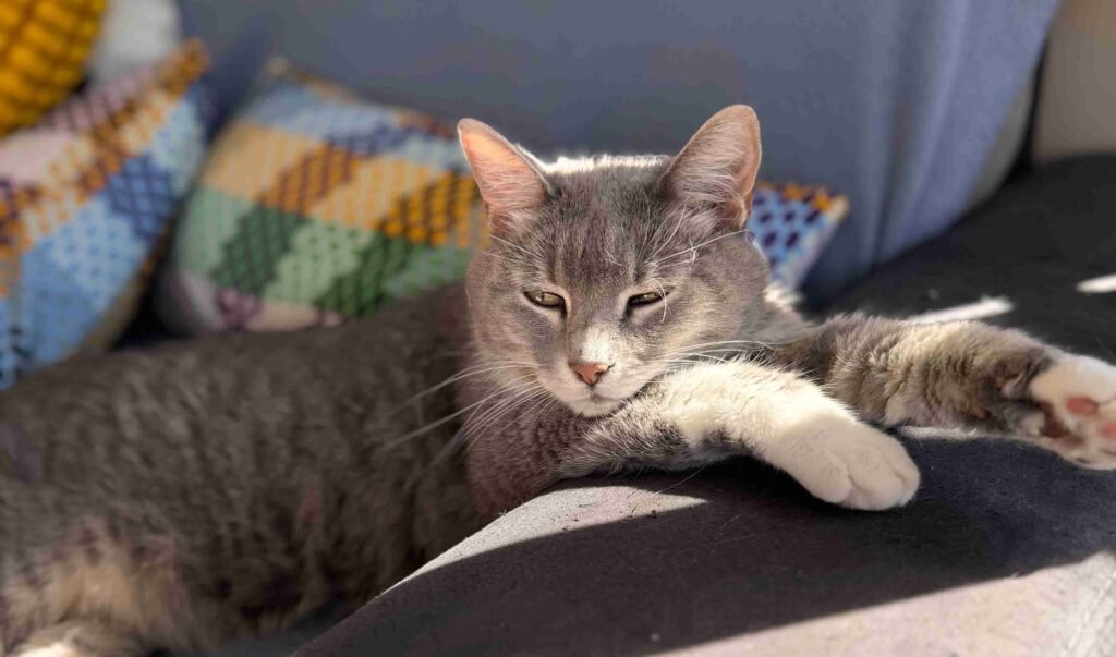 cat spay neuter Mission