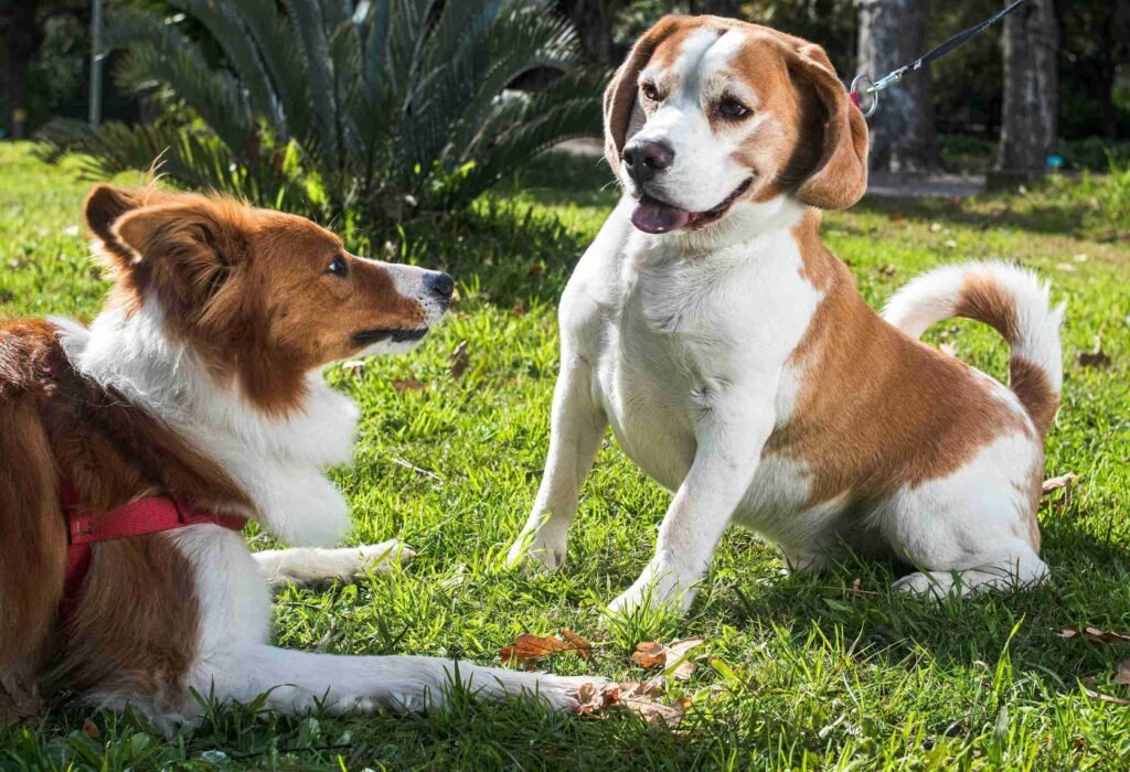 senior pet care Mission