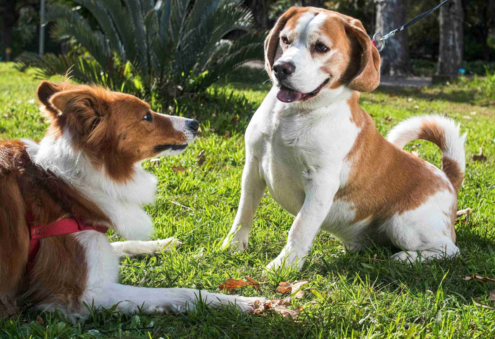 senior pet care Mission