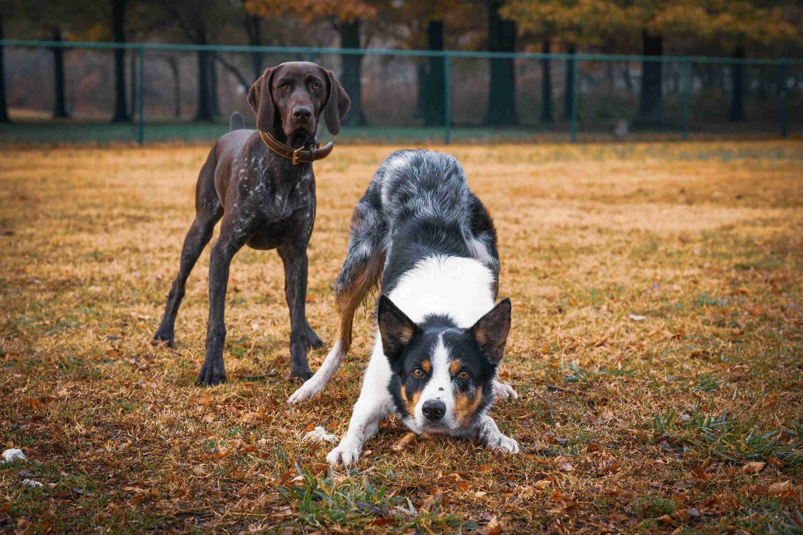 dog vaccinations Mission