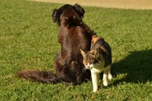 Safe Spring Hikes with Your Dog in Mission