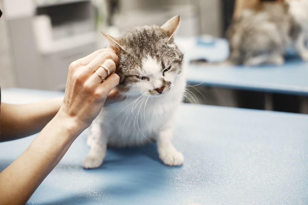 Veterinarian checking a cat for signs of a urinary problem