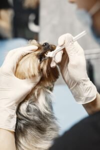 Small dog having its teeth brushed as part of pet dental care in Mission