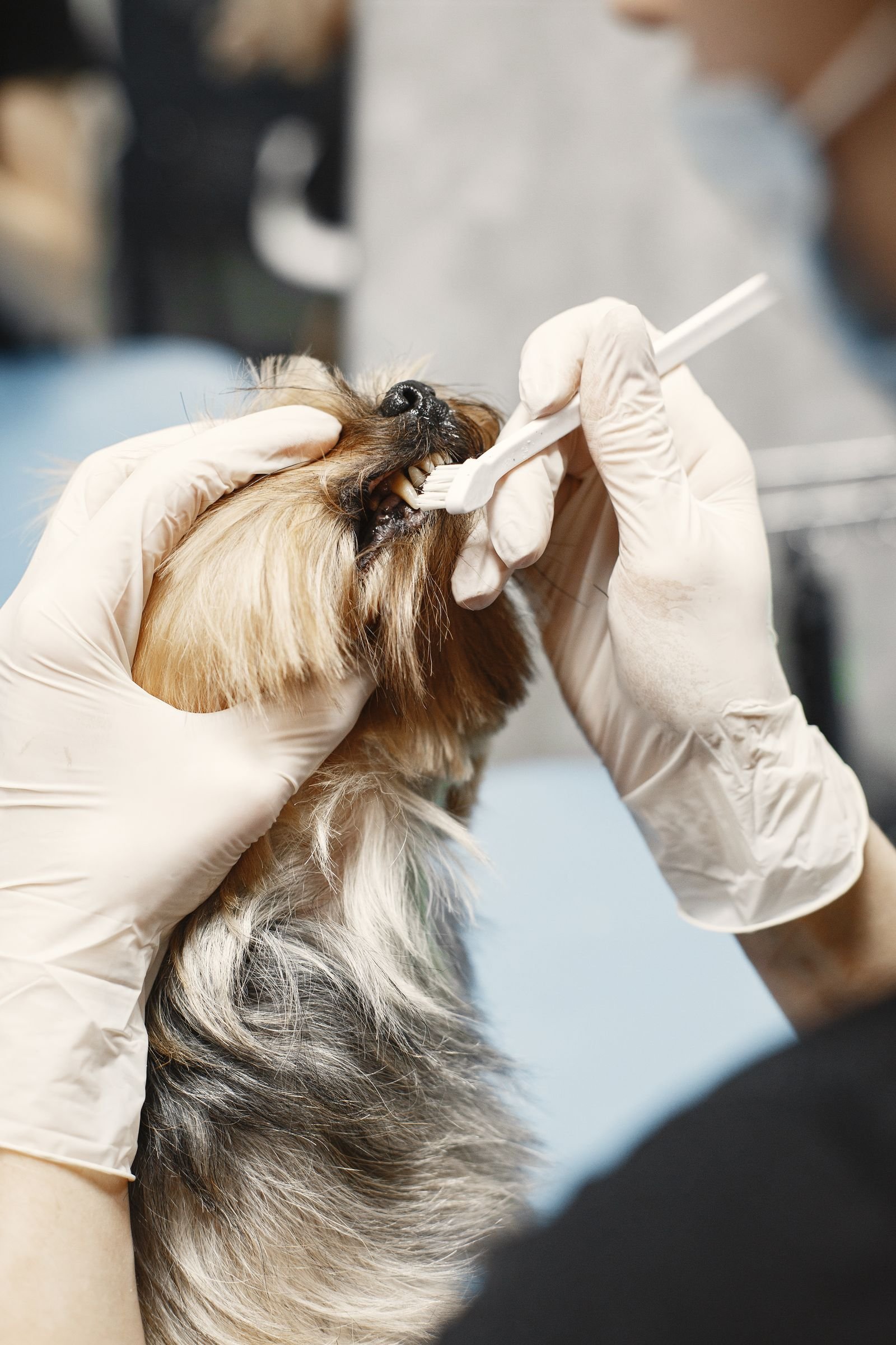 Small dog having its teeth brushed as part of pet dental care in Mission