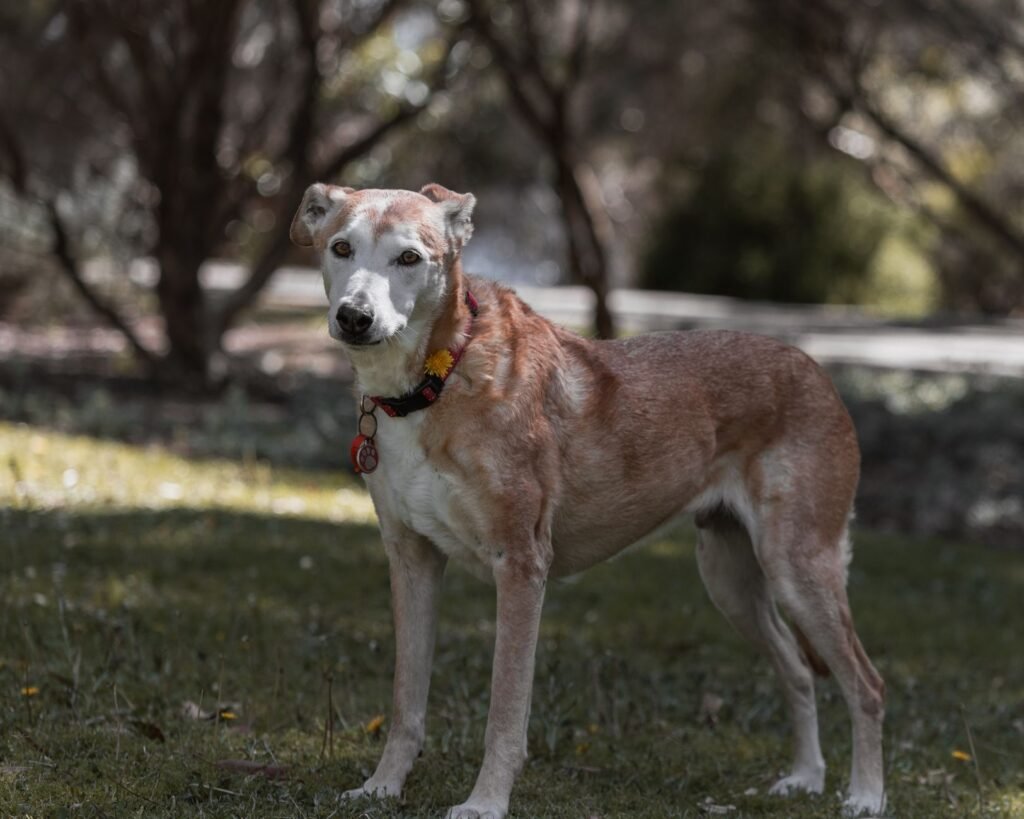 A senior dog stands gracefully in a sunlit park, showcasing its gentle demeanor.