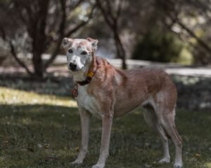 A senior dog stands gracefully in a sunlit park, showcasing its gentle demeanor.