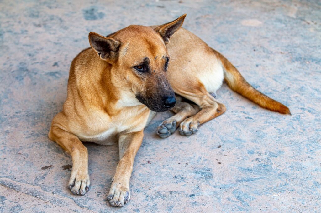 Brown dog lying on a concrete floor, showcasing its relaxed and calm demeanor.